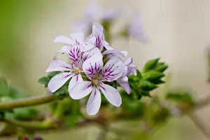 Australe: Pelargonium in bloom in a garden