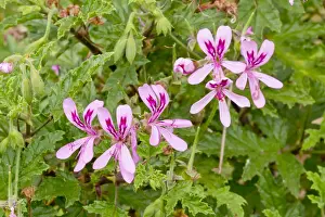 Geraniales: Pelargonium in bloom in a garden
