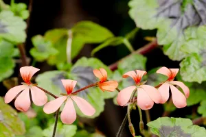 Geraniales: Pelargonium The Boar in bloom in a garden