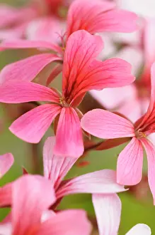 Pelargonium: Pelargonium, Close up detail of red coloured flower growing