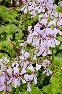 Geraniales: Pelargonium Clyperton in bloom in a garden
