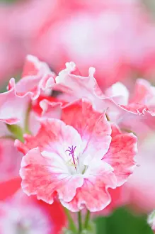 Peach: Pelargonium Joy, close up detail of the peach coloured flo
