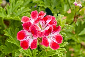 Geraniales: Pelargonium Madame Nonin in bloom in a garden