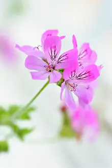 Pelargonium: Pelargonium, Pelargonium Pink Capricorn, Side view of pink