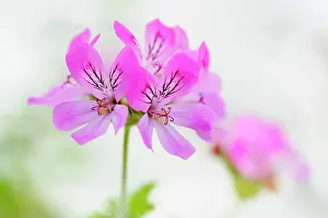 Pelargonium: Pelargonium, Pelargonium Pink Capricorn, Side view of pink