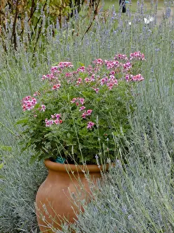 Geraniales: Pelargonium Roller's Satanique in bloom in a garden
