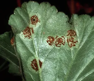 Geranium: Pelargonium rust pustules