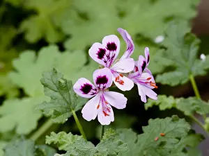 Scented: Pelargonium Scented Royal Oak in bloom in a garden