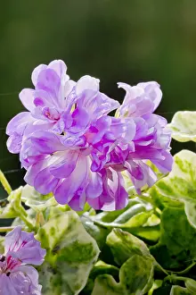 Geraniales: Pelargonium Wood's Surprise in bloom in a garden