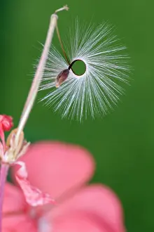 Pelargonium: Pelargonium x hortorum Red Satisfaction, Close