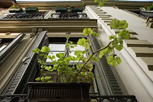 Boxes: Pelargoniums growing in window boxes on a building