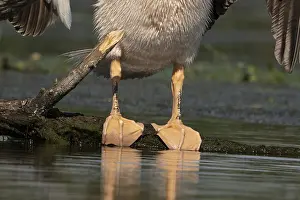 Estuary: Pelecanus onocrotalus, danube delta, romania