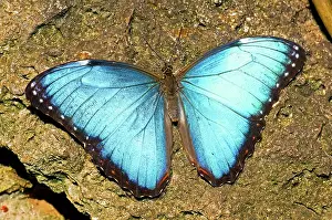 Peleides: Peleides Blue Morpho