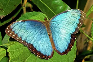 Peleides: Peleides Blue Morpho
