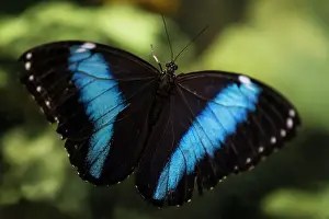 Manaus: Peleides Blue Morpho, Common Morpho or The Emperor