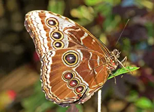 Peleides: Peleides Blue Morpho (Underside of Wings)