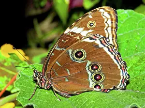 Peleides: Peleides Blue Morpho (Underside of Wings)