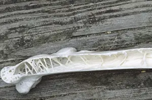 Skeletons: Pelican bone