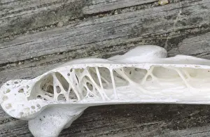 Skeletons: Pelican bone