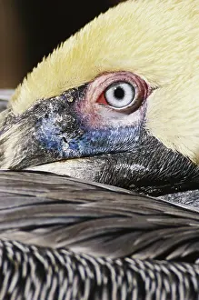 Sense: Pelican Eye
