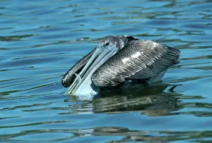 Pouch: Pelican with Fish