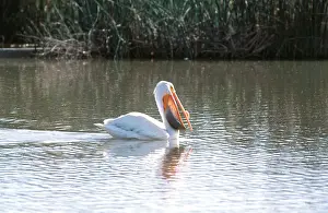 Wake: Pelican with Fish