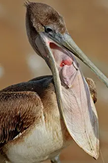 Hooked: Pelican with Hook