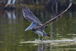 Float: A pelican hovering just above the water surface with slightly raised wings