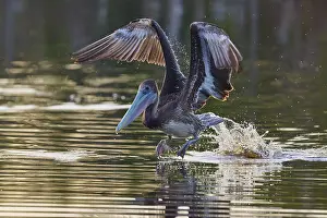 Lifting: Pelican lifts majestically from the water with splashing water