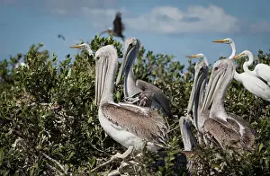 Vanishing: Pelican Nesting Colony