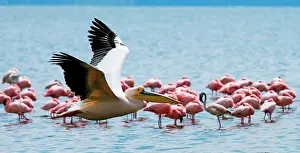 Minor: Pelican (Pelecanus onocrotalus) is flying low ov