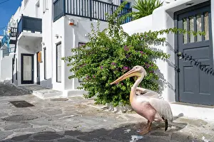 Houses: Pelican Petros, mascot of Mykonos island, alleys