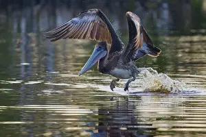 Pulling: A pelican pulls its wings upwards as it flies just above the water surface