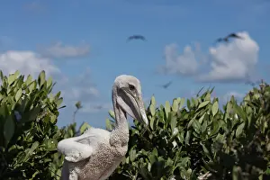 Vanishing: Pelican Rookery on Barrier Island
