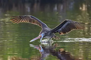 Gliding: A pelican stretches its beak into the water as it glides just above it