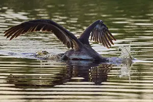 Float: Pelican swimming with wings spread backwards
