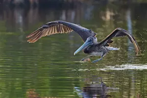 Strength: A pelican takes off from the water surface with a powerful wing beat