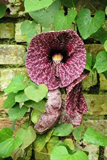Aristolochia: Pelicanflower