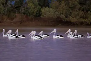 Conspicillatus: Pelicans