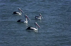 Conspicillatus: Pelicans