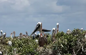 Vanishing: Pelicans on Barrier Islands