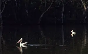 Murray: Pelicans at Night