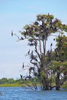 Anhinga: Pelicans sitting on tree, Tonle Sap Lake
