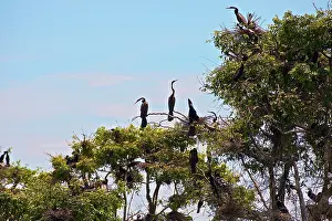Flooded: Pelicans sitting on tree, Tonle Sap Lake