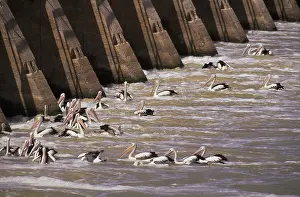 Conspicillatus: Pelicans at Spillway, South Australia
