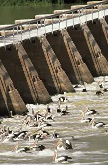 Conspicillatus: Pelicans at Spillway, South Australia