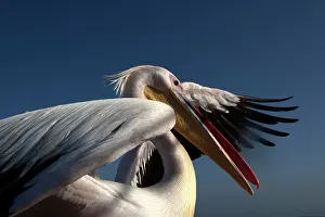 Cruise: Pelicans are used to follow cruise ship in Walvis Bay as the