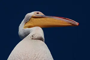 Cruise: Pelicans are used to follow cruise ship in Walvis Bay as the