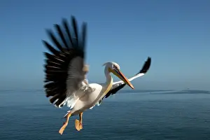 Ships: Pelicans are used to follow cruise ships in Walvis Bay as th