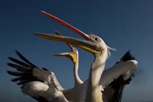 Ships: Pelicans are used to follow cruise ships in Walvis Bay as th